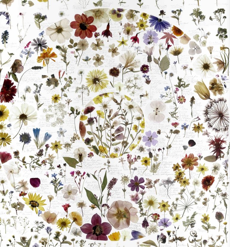 Image - detail from The Exeter Florilegium by Amy Shelton. Commissioned by the Royal Albert Memorial Museum & Art Gallery, Exeter, 2020.